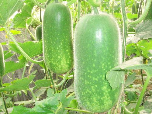 蜜瓜适合几月份吃呢视频