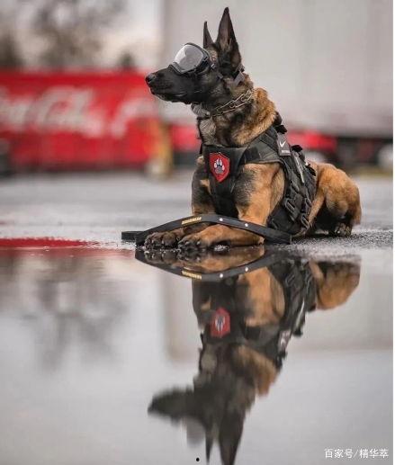 警犬张金鱼视频吃瓜,瓜田里的“吃瓜群众”