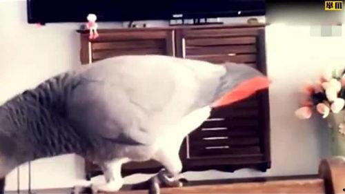 蓝瓜妈妈鹦鹉可以吃吗视频,视频解析