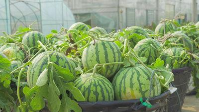 吃瓜搞笑模板视频大全免费