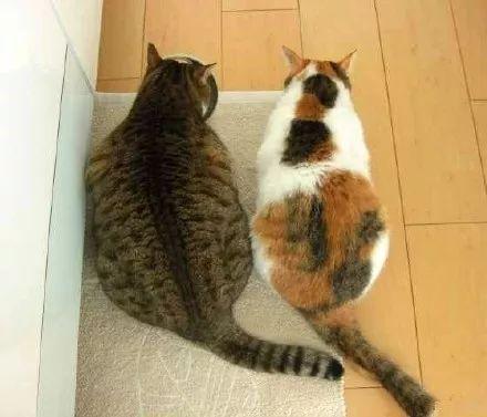 猫猫吃瓜偷听视频大全