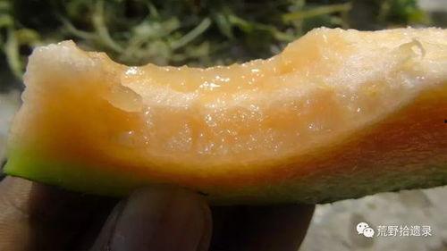 冬天吃伽师瓜视频,探寻伽师瓜的冬日美味