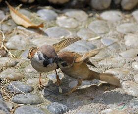 麻雀吃瓜打架视频播放