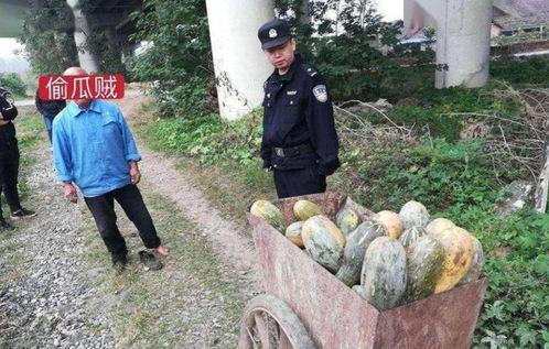 桑植吃瓜事件视频最新进展,最新视频揭露惊人内幕，真相逐渐浮出水面