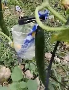 邳州吃瓜事件真相视频