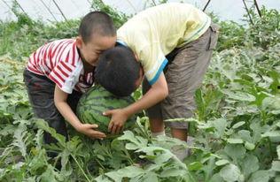 康县吃瓜老头事件视频最新,真相揭秘与网络舆论风暴