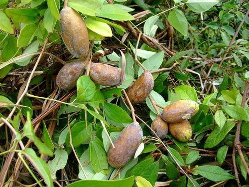 寻找野外八月瓜吃的视频,揭秘八月瓜的采摘技巧与美味分享